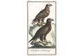Orel orli, kolor. mědiryt, (1790)
