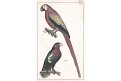 Papoušek Ara  a Lori, kolor. mědiryt, (1820)