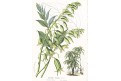 Decaisnea, Houtte, chromolitografie,  (1845 - 83)
