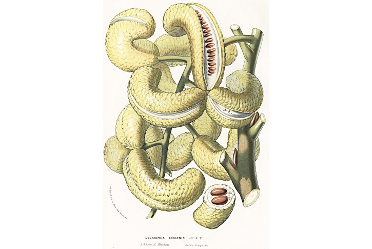 Decaisnea II., Houtte, chromolitografie, 1845-83