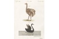 Pštros a Černá labuť, Bertuch, mědiryt, 1807