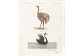 Pštros a Černá labuť, Bertuch, mědiryt, 1807