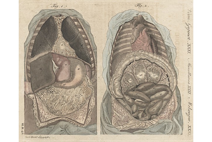 Umístění vnitřností, Bertuch, mědiryt, 1807