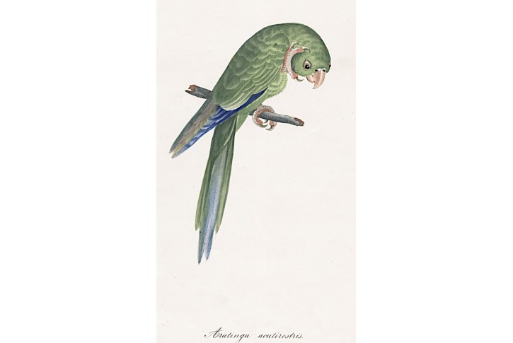 Arantinga Acutirostris,, kolor. litografie, (1840)
