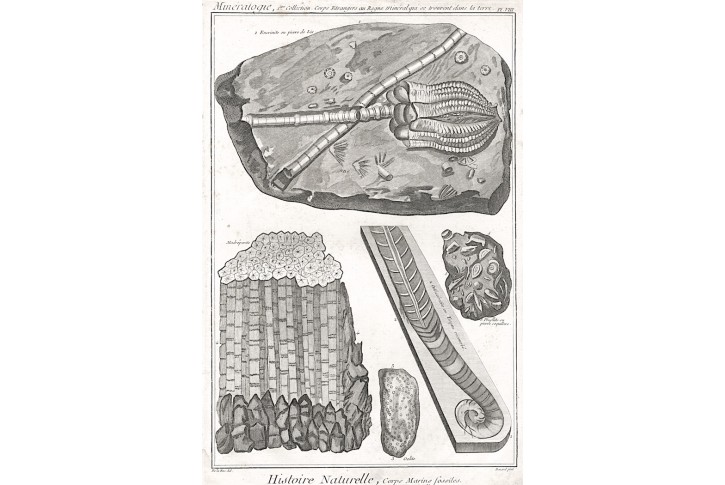 Trilobit zkameněliny, Diderot,  mědiryt , 1768