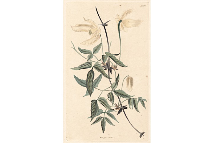Atragene sibirica, kolor mědiryt, 1825