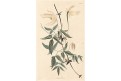 Atragene sibirica, kolor mědiryt, 1825