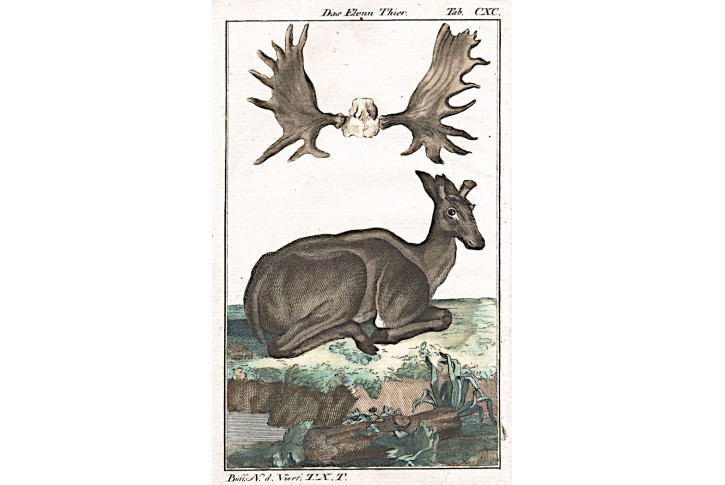 Los evropský, Buffon, mědiryt , (1780)