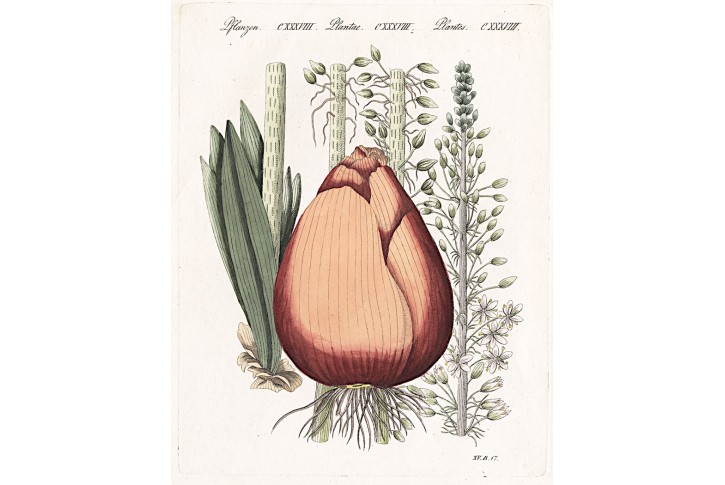 Cibule,  Bertuch, kolor. mědiryt , 1810