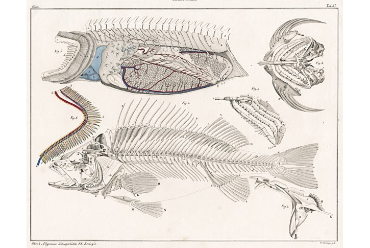 Ryby anatomie , Oken,  litografie, 1841
