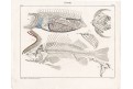 Ryby anatomie , Oken,  litografie, 1841