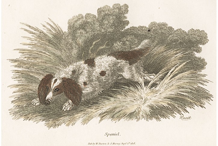 Spaniel pes, kolor. mědiryt ,1808