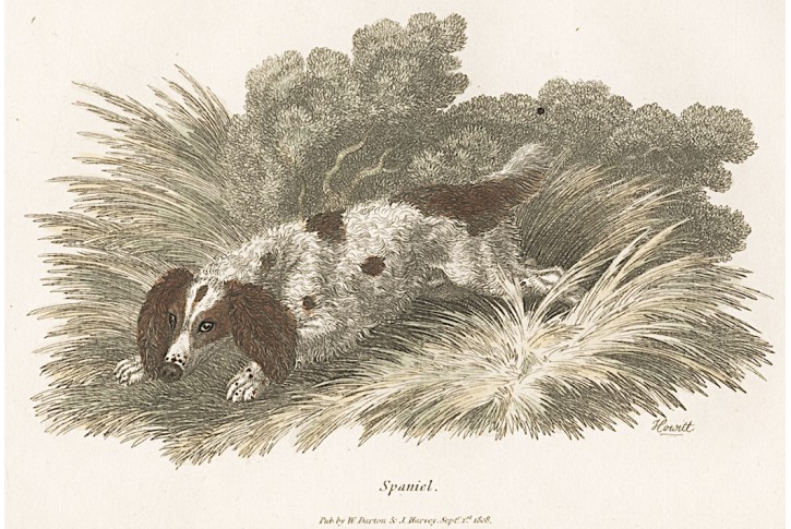 Spaniel pes, kolor. mědiryt ,1808