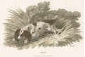 Spaniel pes, kolor. mědiryt ,1808