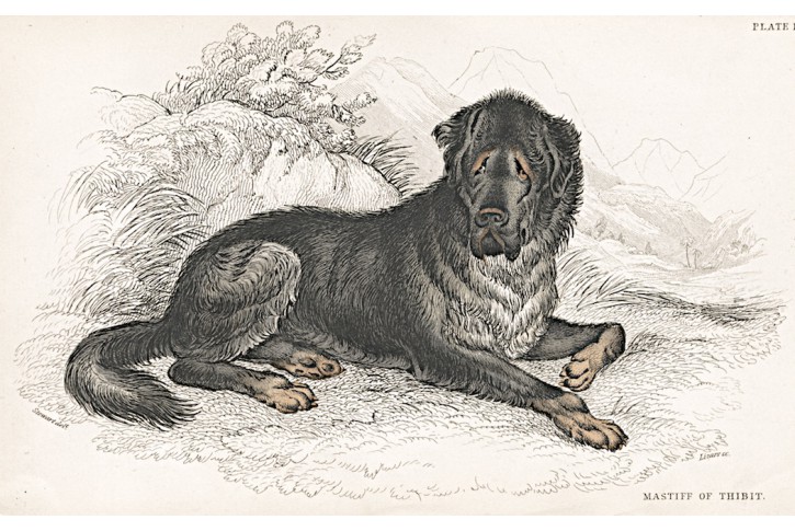 Mastif, kolor. dřevoryt , 1843