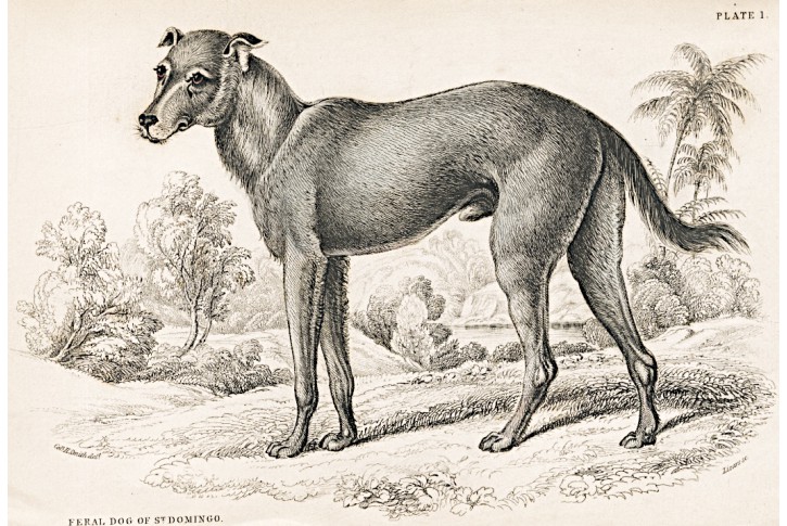 Divoký pes St. Domingo, kolor. dřevoryt , 1843