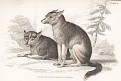 Pes amerických indiánů, kolor. dřevoryt , 1843