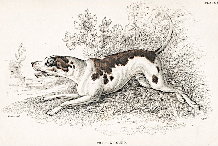 Anglický foxhound, kolor. dřevoryt , 1843