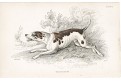 Anglický foxhound, kolor. dřevoryt , 1843