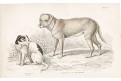 psi indiánští, kolor. dřevoryt , 1843