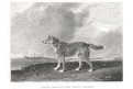 Pes New South Wales, Pittmann, mědiryt, 1822