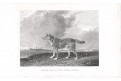 Pes New South Wales, Pittmann, mědiryt, 1822