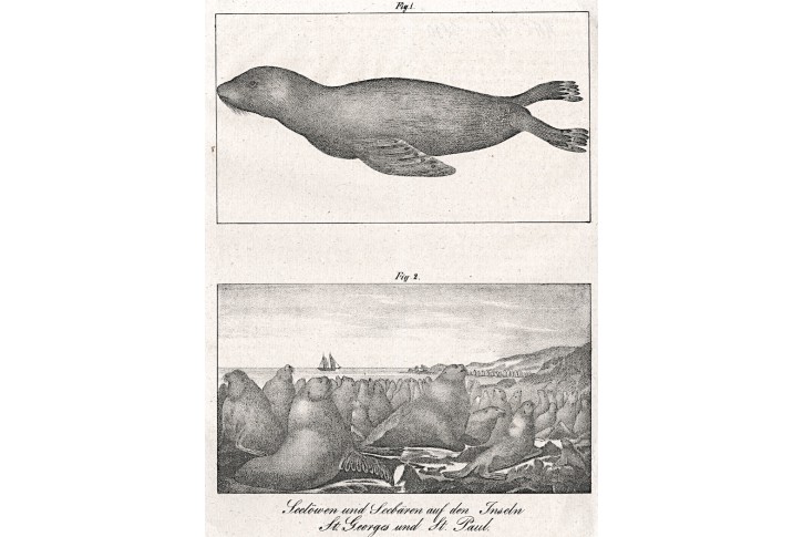Lachtan lachtani Medau, litografie , (1840)