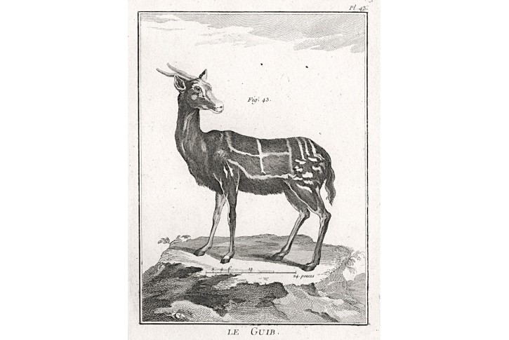 Antilopa, Buffon,  mědiryt , 1774