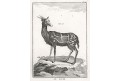 Antilopa, Leclerc,  mědiryt , 1774