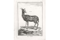 Antilopa, Leclerc,  mědiryt , 1774