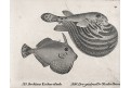 Čtverzubec pruhovaný,  Neue.., litografie , 1837