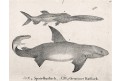 Žralok,  Neue.., litografie , 1837