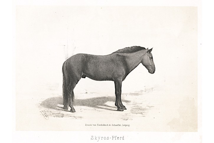 Skyros poník kůň, litografie , (1860)