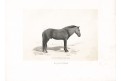 Skyros poník kůň, litografie , (1860)