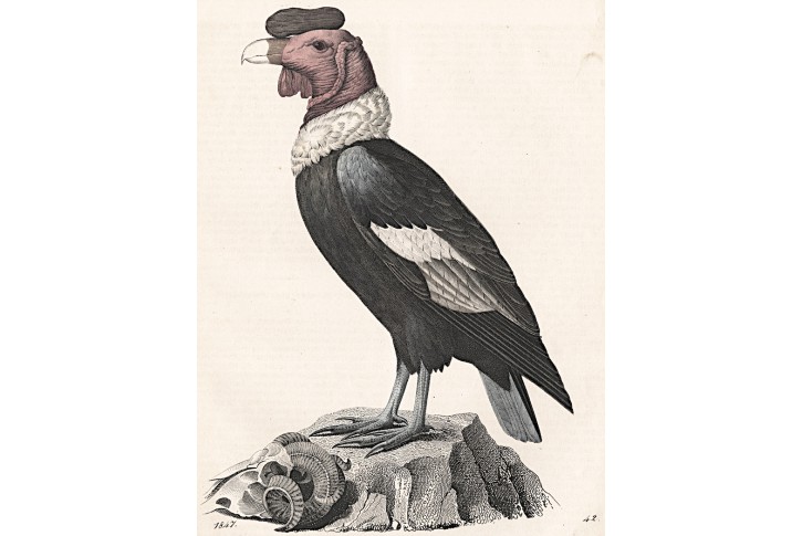 Kondor, kolor. litografie , 1847