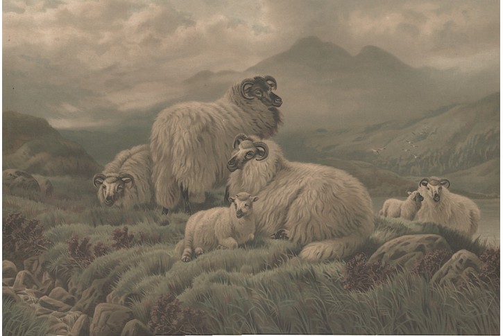 Ovce na pastvě, chromolitografie , (1880)