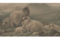 Ovce na pastvě, chromolitografie , (1880)