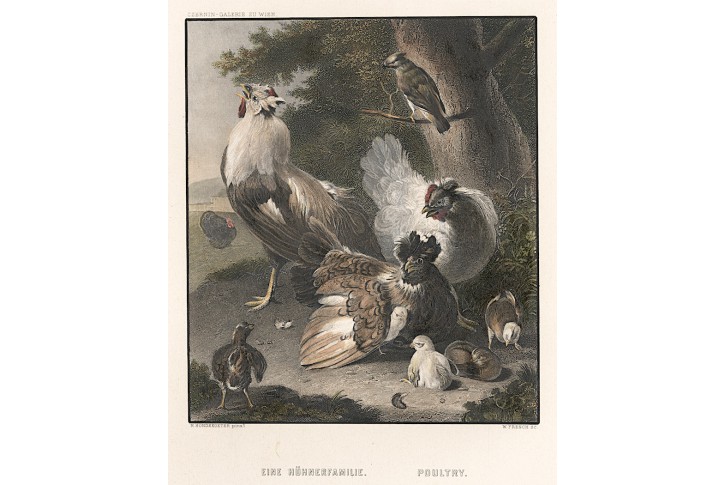 Slepice drůbež I., Payne, oceloryt, 1860