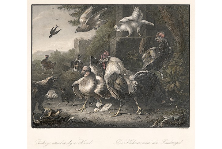 Slepice drůbež, Payne, oceloryt, 1860