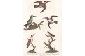 Kolibříci, kolor mědiryt, 1799