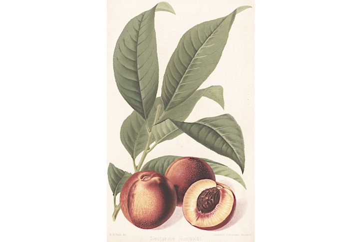 Nektarinka, Hogg, chromolitografie, 1884