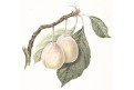 Blumy, kolor. litografie, (1860)