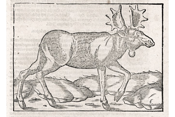 Los, S. Münster, dřevořez, (1590)