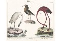 Plameňáci, Wilmsen,  kolor mědiryt,1821