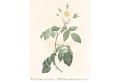 Růže Sempervirens, Redouté, kolor mědiryt, 1824