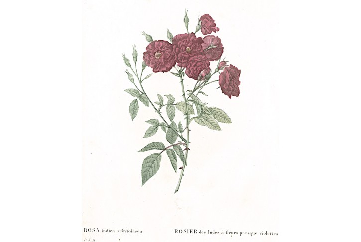 Růže indická, Redouté, kolor mědiryt, 1824