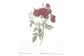 Růže indická, Redouté, kolor mědiryt, 1824