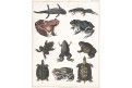 Žáby, Oken, kolor. litografie, 1841