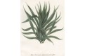 Aloe Americana, Weinmann, kolor. mědiryt, 1742