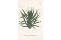 Aloe Americana, Weinmann, kolor. mědiryt, 1742